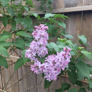 Meet your Posher, Nicki